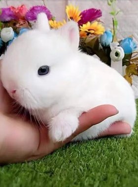 小宠物侏儒兔子活体迷你长不大小型茶杯兔凤眼海棠猫猫垂耳兔