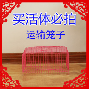 宠物兔子荷兰猪活体快递发货必拍运输外带笼子包邮