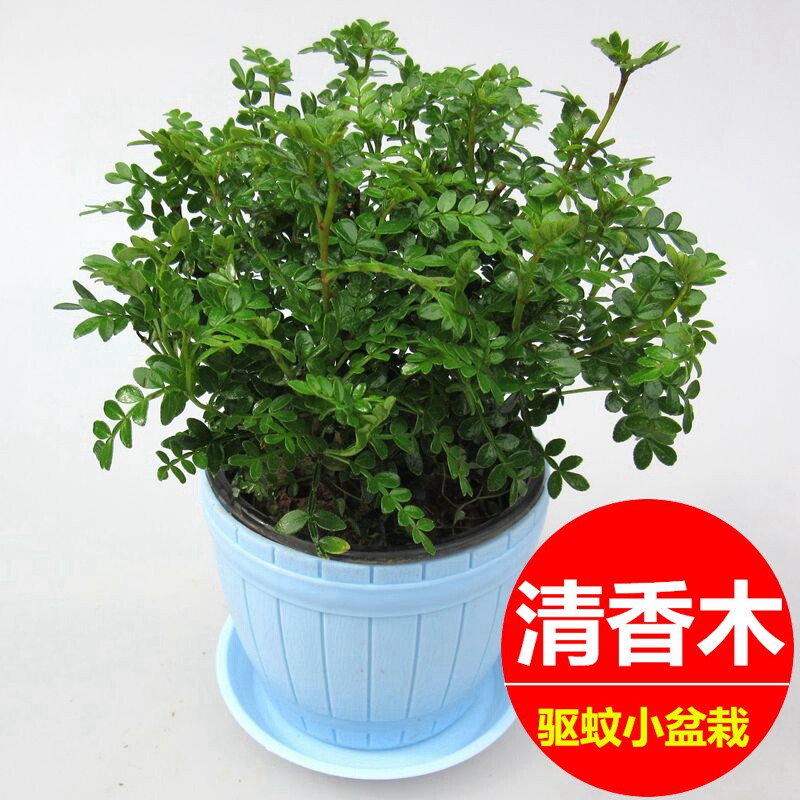 清香木盆栽植物办公室内阳台桌面净化空气驱蚊香草植物苗盆景绿植