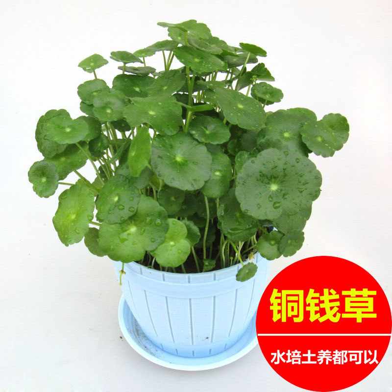 铜钱草水培植物盆栽办公室内桌面客厅净化空气吸甲醛带花盆小绿植