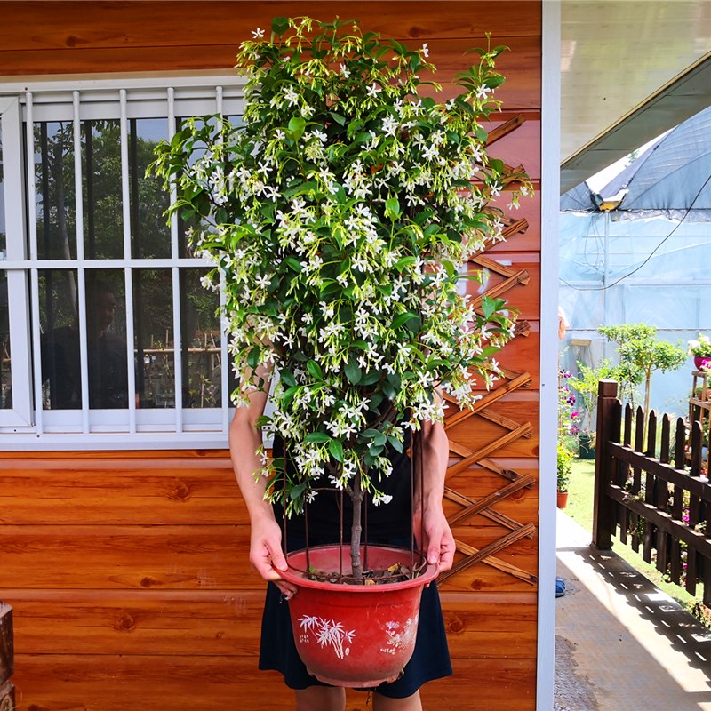 庭院藤本风车茉莉花苗爬藤植物络石藤银丝茉莉花盆栽