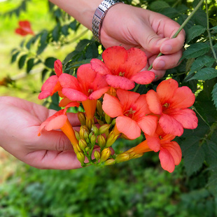 美国凌霄花苗爬藤植物耐寒庭院花园阳台攀援花卉藤本苗喇叭炮仗花