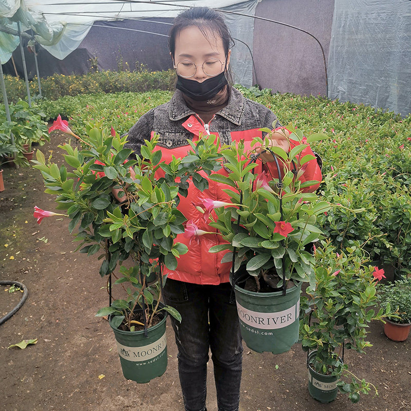 万里飘香藤花盆栽四季开花室内花爬藤植物庭院双喜藤苗好养多年生