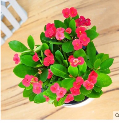 虎刺梅盆栽铁海棠花苗四季开花观花植物花开不断室内室外阳台好养