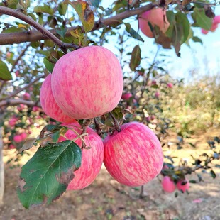 陕西洛川苹果水果新鲜正宗红富士脆甜整箱 包邮