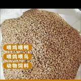圆粒打毛筛选水稻鸡鸭鹅信鸽赛鸽饲料可磨大米新粮干净无杂质包邮