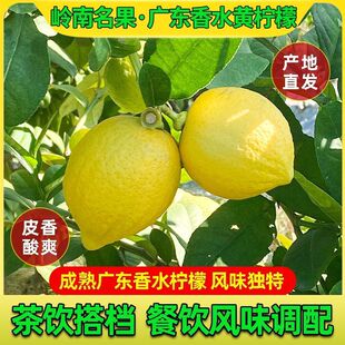 【新鲜柠檬无籽】广东无籽香水柠檬黄柠檬无籽薄皮奶茶店商用鲜果