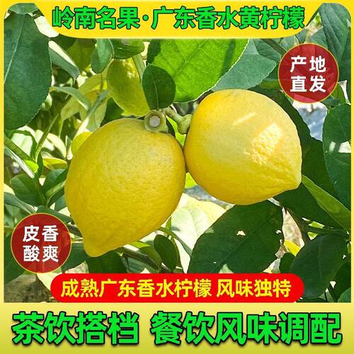 【新鲜柠檬无籽】广东无籽香水柠檬黄柠檬无籽薄皮奶茶店商用鲜果