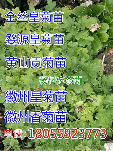 食用菊花苗菊花室外秋季