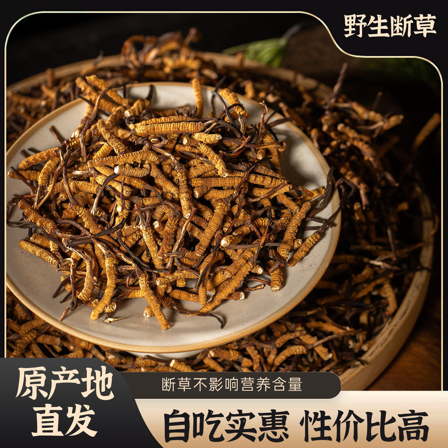 西藏直发【冬虫夏草断草】那曲正品野生打粉虫草泡酒虫草性价比高