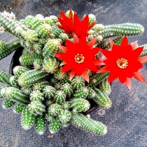 鼠尾掌仙人指白檀多肉植物毛毛虫会开花的仙人掌办公桌面盆栽花卉