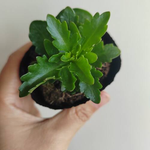 稀有品种奇异橙小苗生根苗无花苞重瓣保对版盆栽长寿花橙黄色猫眼