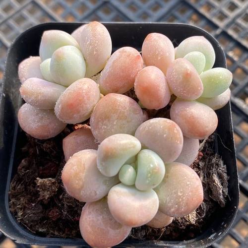 洛神多肉植物盆栽办公室内阳台稀有贵货肉肉高档绿植花卉防辐射