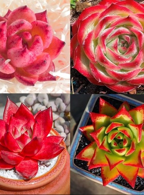 红颜蜜语多肉植物红色罗宾口红侧影乌木肉肉阳台室内盆栽绿植花卉