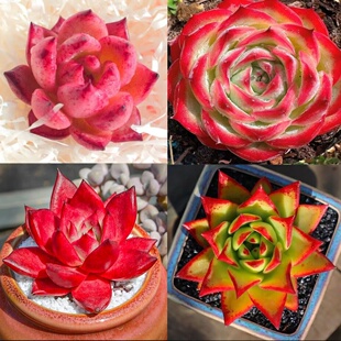 红颜蜜语多肉植物红色罗宾口红侧影乌木肉肉阳台室内盆栽绿植花卉