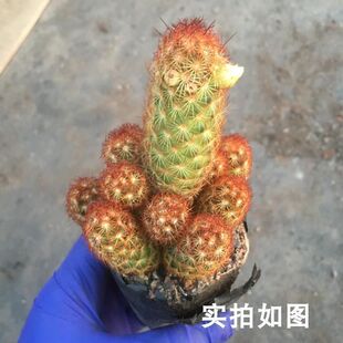 仙人掌金手指金色多肉植物带盆栽好桌面阳台小盆栽净化空气防辐射