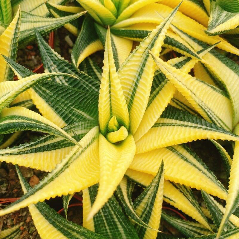 金黄琉璃殿锦硬叶十二卷多肉植物盆栽室内阳台绿植花卉好养防辐射 - 封面