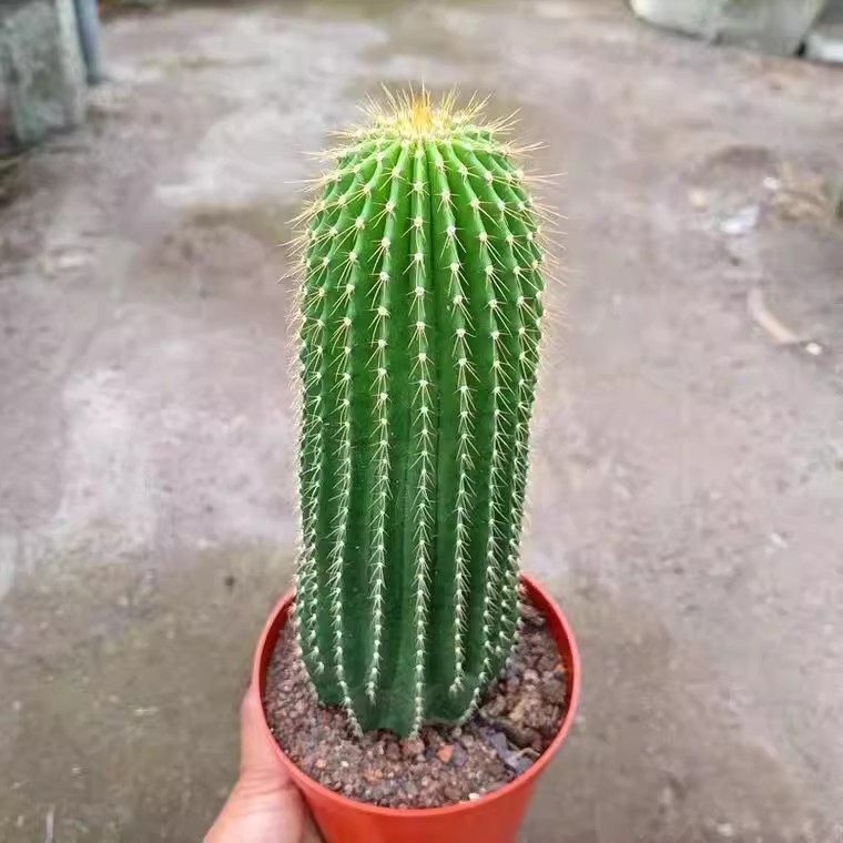 仙人掌大凤龙柱多肉大型植物仙人球绿植盆栽肉肉花卉防辐射