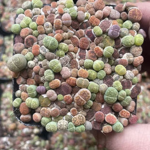 彩色生石花整盆混合带盆土发货新手套餐多肉植物PP番杏科屁股石头