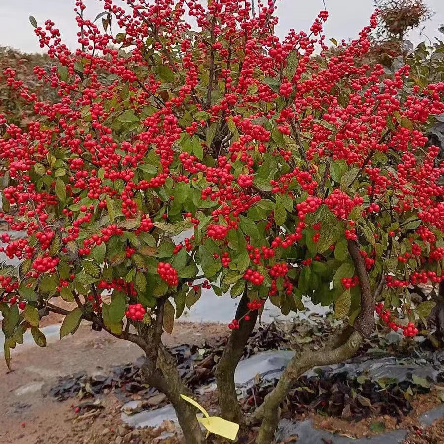 北美冬青年宵花卉老桩棒棒糖型