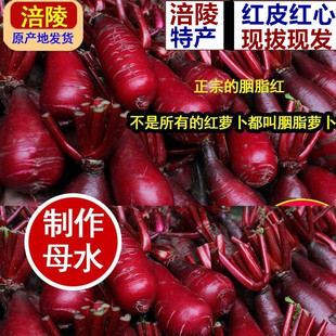 菜地菜农直发涪陵胭脂萝卜红皮红心新鲜红萝卜 泡菜萝卜