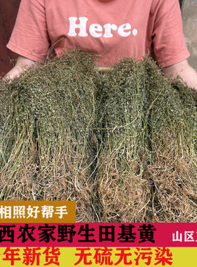 野生广西田基黄地耳草天然中草药