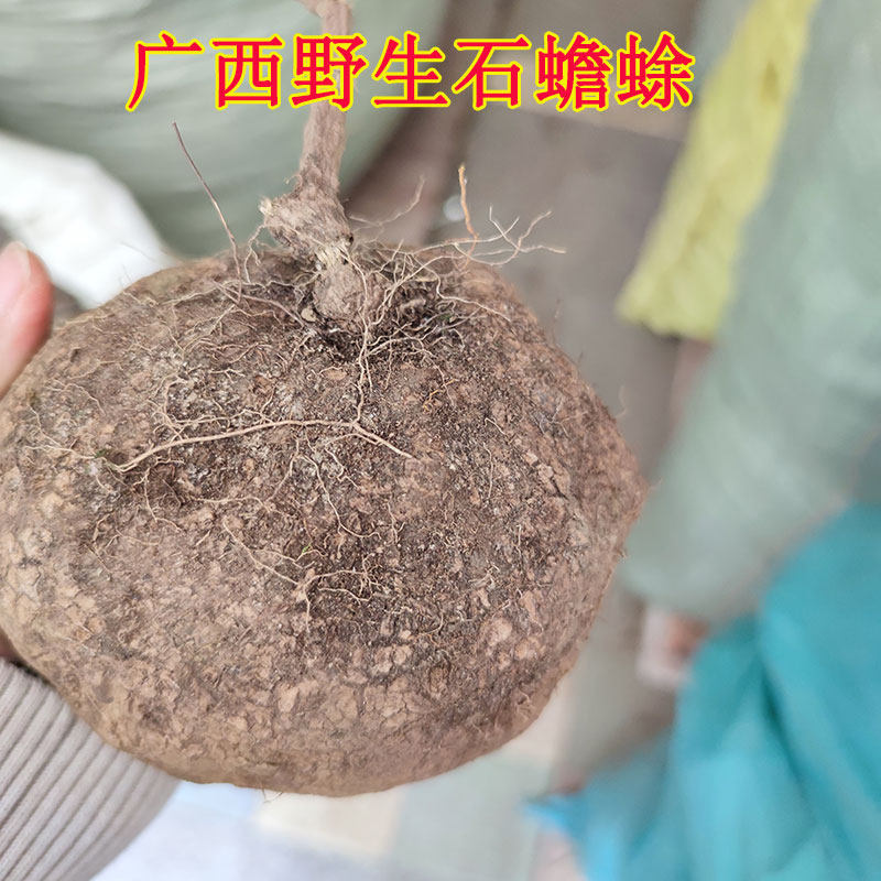 中药材山乌龟 金不换广西新鲜整个发货500克可种植 盆栽