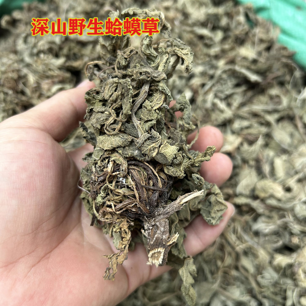野生蛤蟆草干货广西深山产地