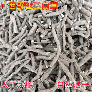 广西野生三白草根中草药500g新货晒干无硫百节藕白花塘边藕天性草
