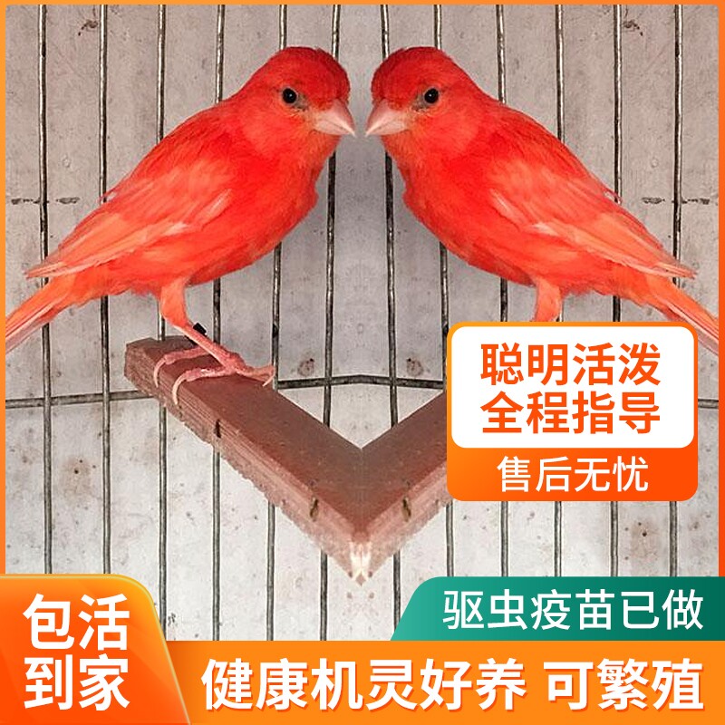 玉鸟芙蓉鸟金丝雀绿桂皮红桂皮紫桂皮马赛克辣椒红白玉鸟黄玉活体