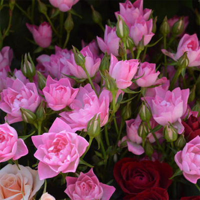 天河繁星月季 灌木多头多季开迷你玫瑰荷花型阳台花卉 四季开