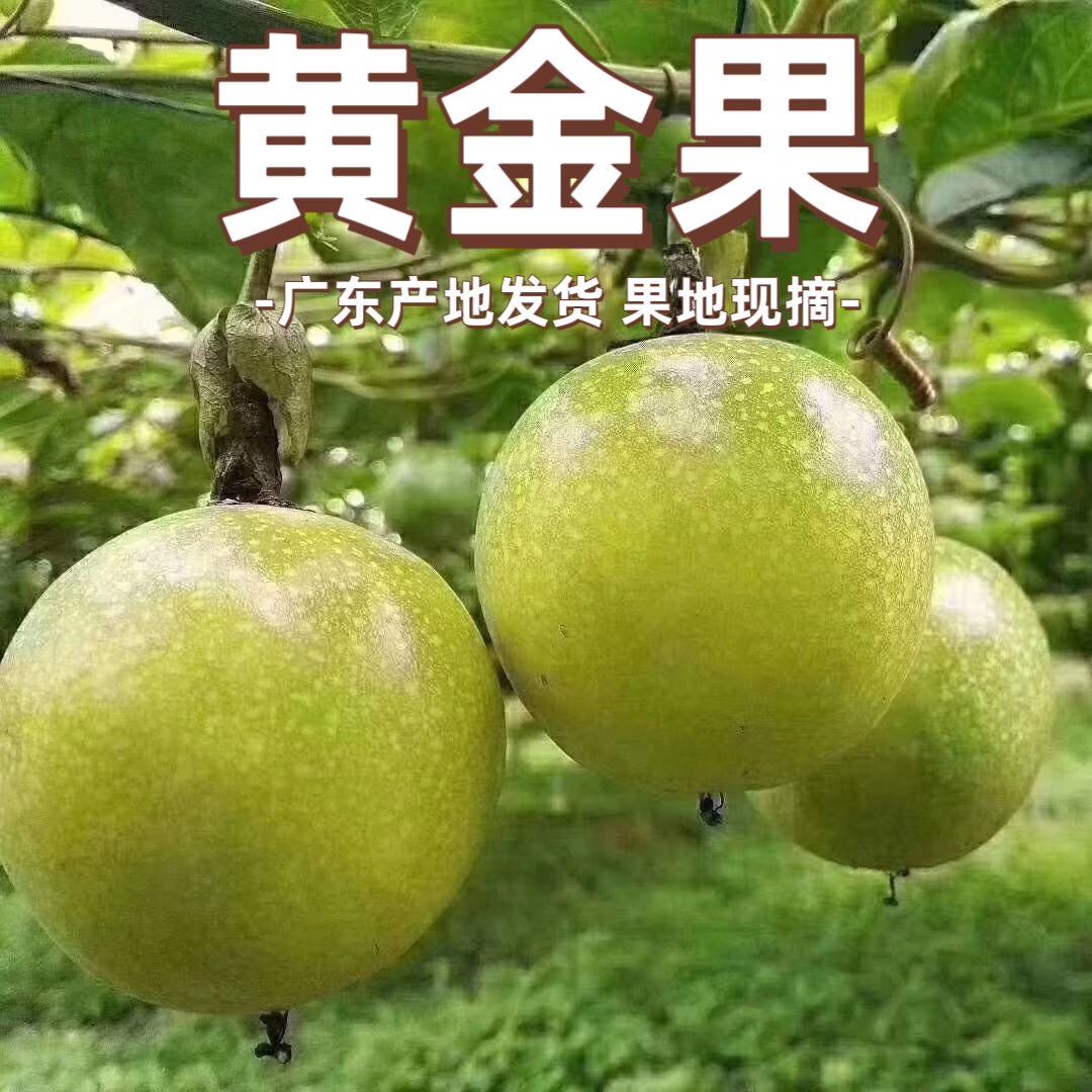 广东新鲜现摘现发黄金百香果 产地第一季大果孕妇水果百香果包邮