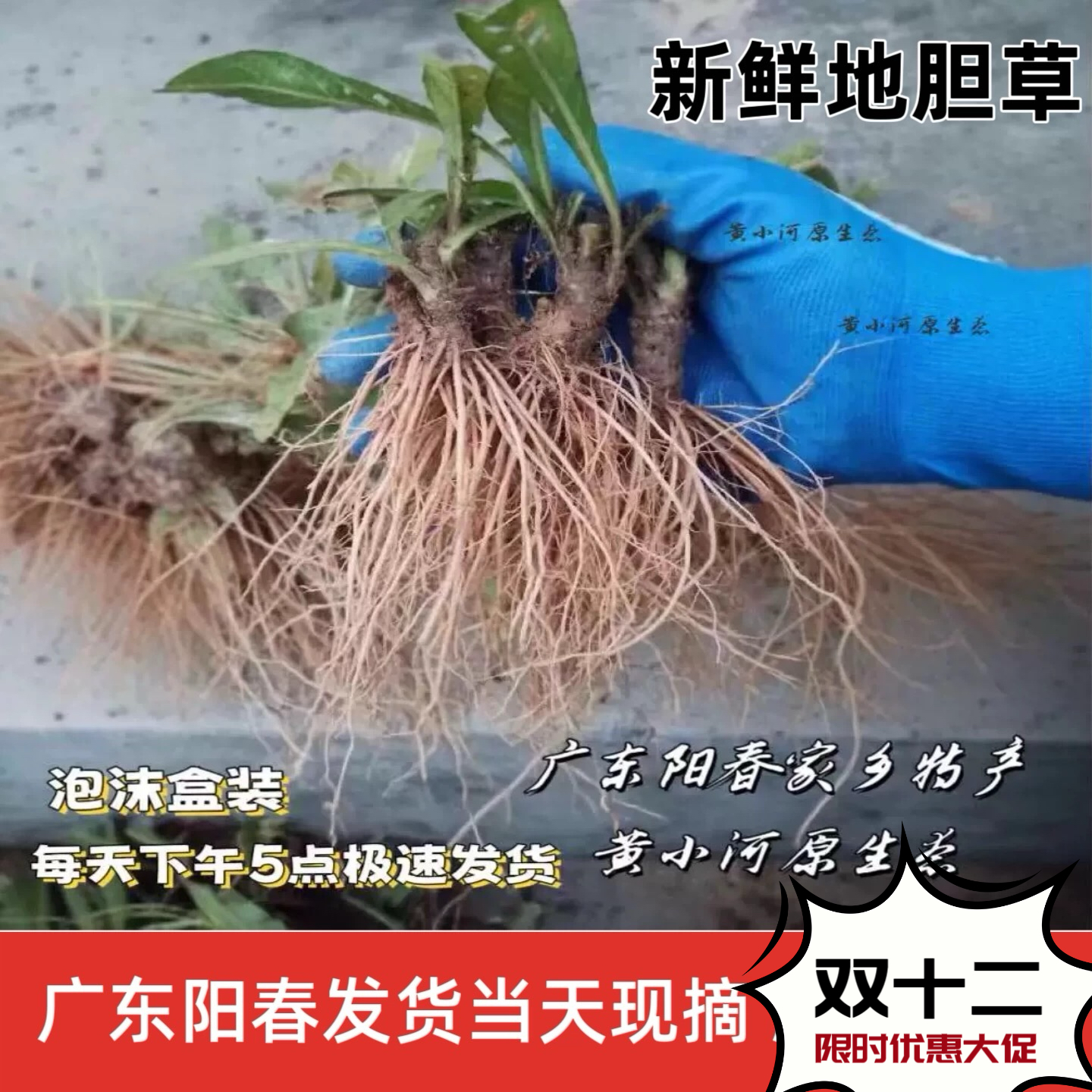 广东新鲜地胆草地胆头 正宗农村矮脚苦地胆 理肺散煲汤山药材包邮