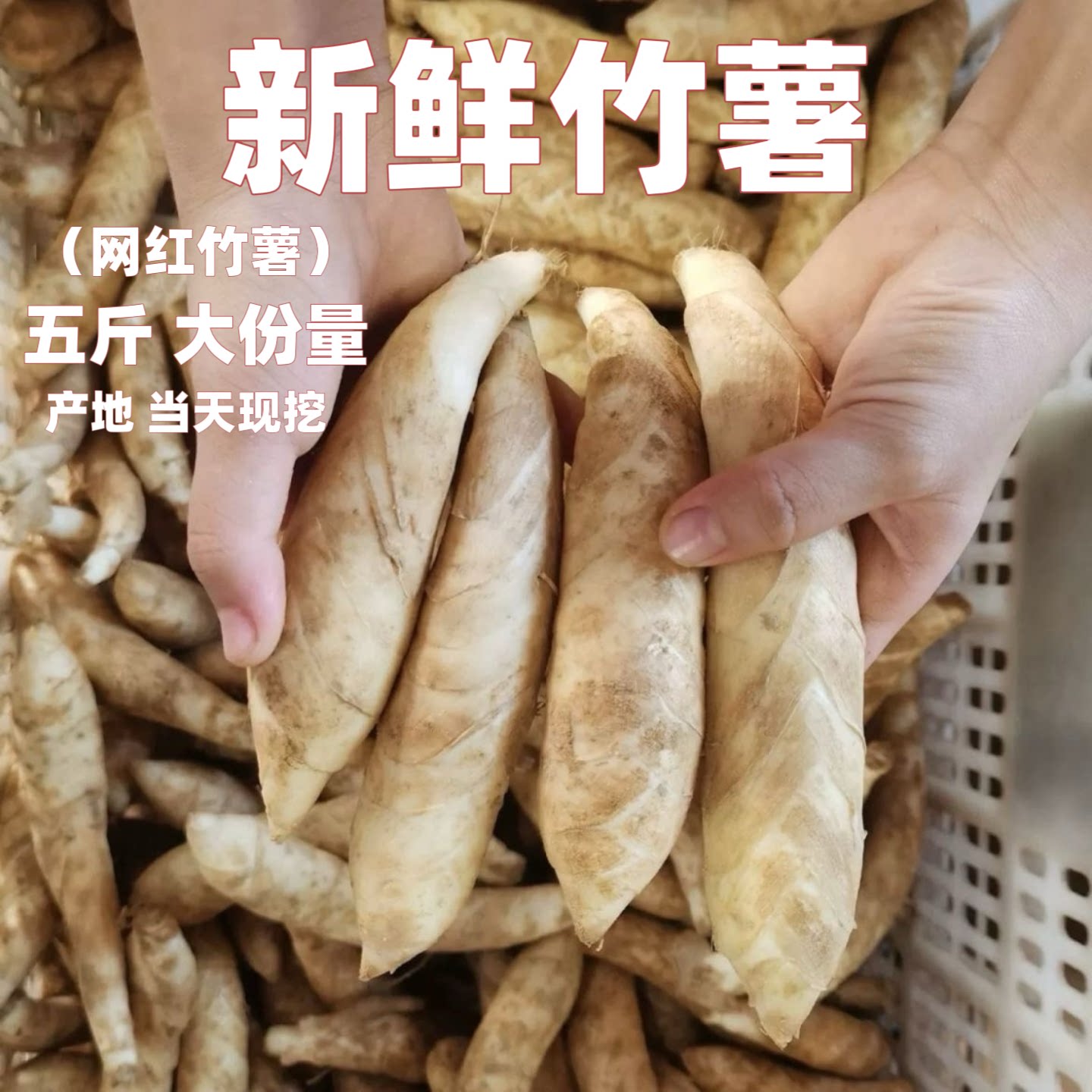 (网红竹薯)新鲜现挖广东冬粉竹芋