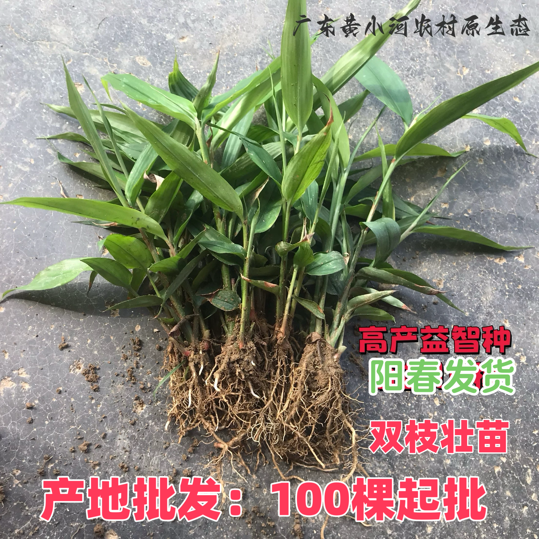广东产地益智苗益智仁种苗 益智种植高产益智秧苗四季药材果树苗