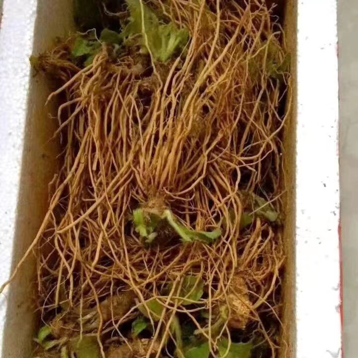 新鲜地胆草地胆头苦地胆 天芥菜鸡疴粘土柴胡马驾百兴磨地胆 草药