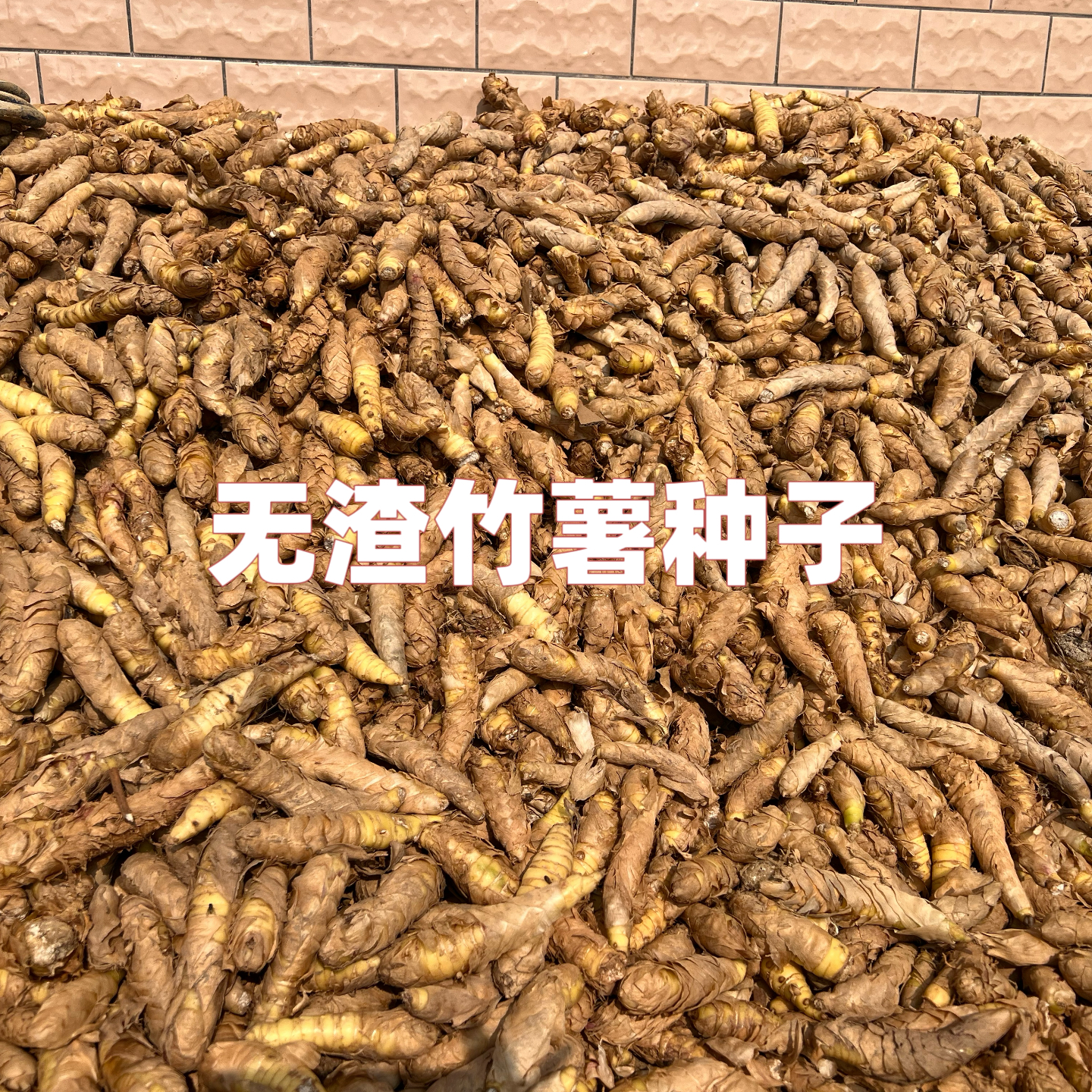 广东无渣竹薯种子冬粉薯竹根种苗盆栽地栽四季竹芋盘景蔬菜植物