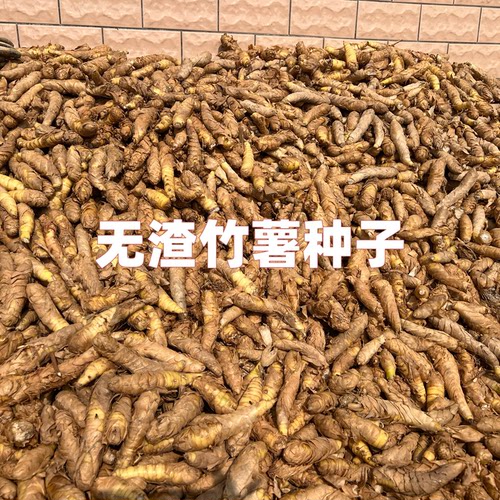 无渣竹薯竹薯种子四季种植