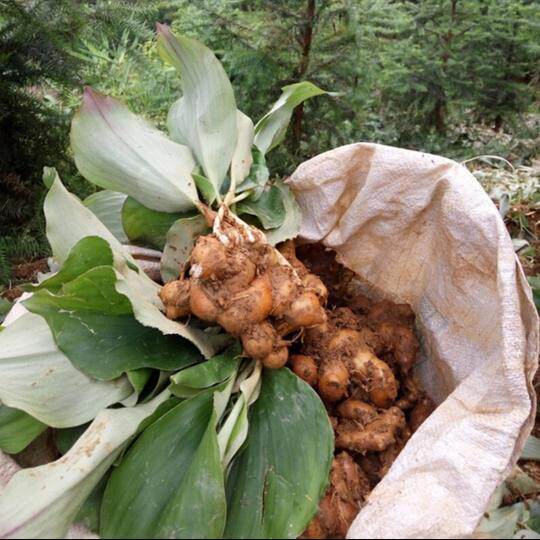 双窖沙姜广东特产沙姜深山种植新鲜沙姜山奈白切鸡椰子鸡配料种子