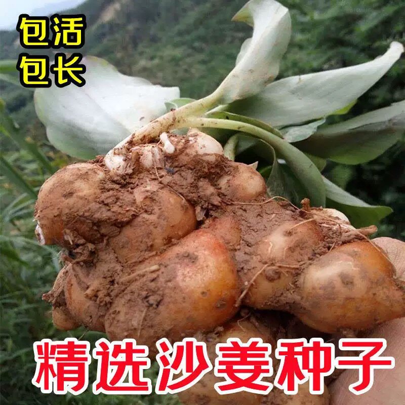 现挖沙姜1斤包邮新鲜山奈三奈 广东特产鲜沙姜白切鸡蘸调香料种子