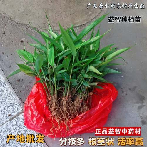 高产益智苗绿叶茂盛壮苗包邮