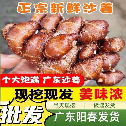 新鲜沙姜广东特产大块靓姜山奈