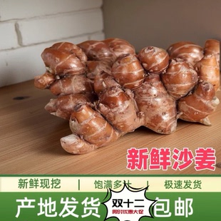 广东新鲜沙姜现挖沙姜农村山奈沙姜白切鸡椰子鸡配料生姜种子包邮