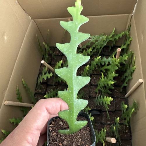 鱼骨令箭昙花盆栽多肉稀有仙人掌锯齿室内植物花卉好养绿植发货