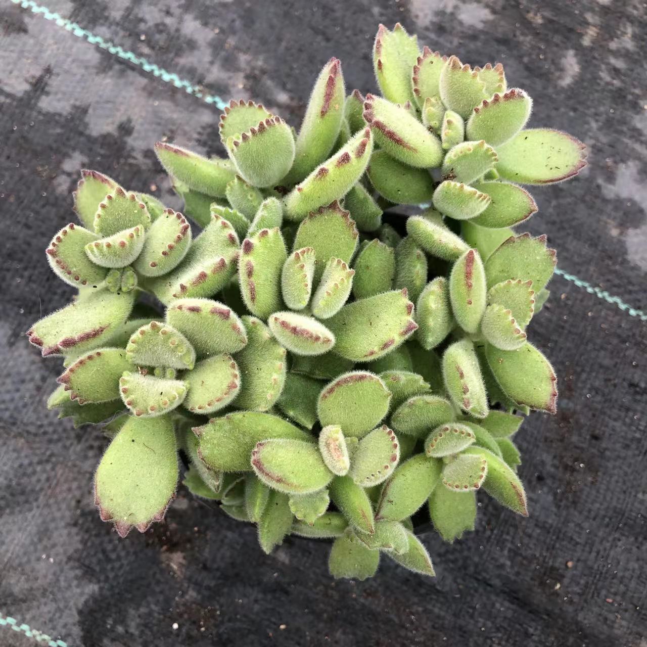 （207）大盆熊童子 脱土发【多肉植物