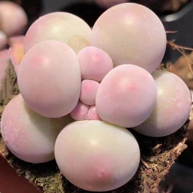 糖豆汤圆小苗2厘米3颗【满15包邮】