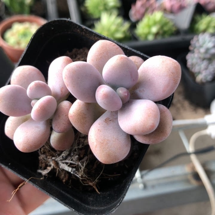（110）双头桃蛋6厘米盆【满多肉植物