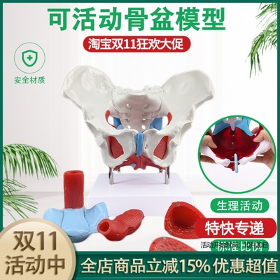 模型子宫分娩助产人体女性骨盆