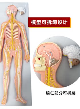 政河人体神经系统解剖模型