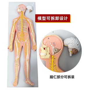 政河人体神经系统模型全身脑脊髓解剖躯干神经结构学医学演示教具
